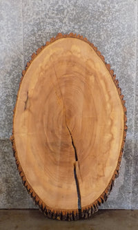Thumbnail for Ash Oval Cut Rustic Live Edge Bark Coffee Table Top CLOSEOUT 20787