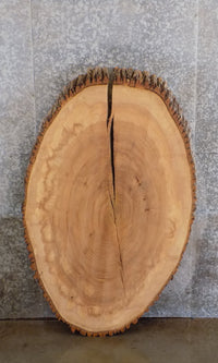 Thumbnail for Live Edge Bark Oval Cut Ash Rustic Table Top Slab CLOSEOUT 20790