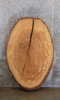 Thumbnail for Live Edge Bark Oval Cut Ash Rustic Table Top Slab CLOSEOUT 20790