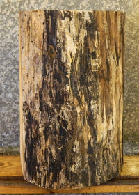 Thumbnail for Spalted Maple Natural Edge Pedastal Base/Small Log CLOSEOUT 8555