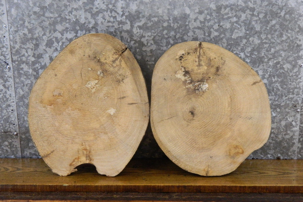 2- Live Edge Round Cut Rustic Ash Craft Pack/Taxidermy Bases 12119-12120