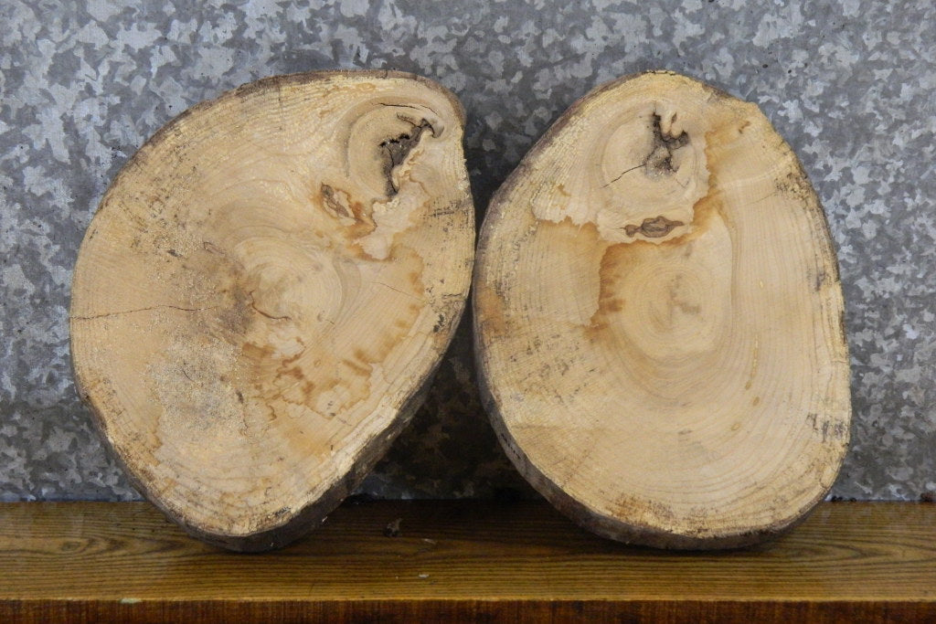 2- Live Edge Round Cut Reclaimed Ash Craft Pack/Taxidermy Bases 12148-12149
