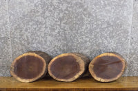 Thumbnail for 3- Live Edge Round Cut Black Walnut Taxidermy Bases/Craft Pack 12623-12625