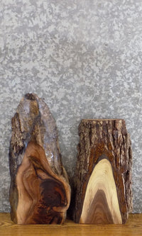 Thumbnail for 2- Salvaged Live Edge Black Walnut Craft Pack/Taxidermy Bases 13147-13148