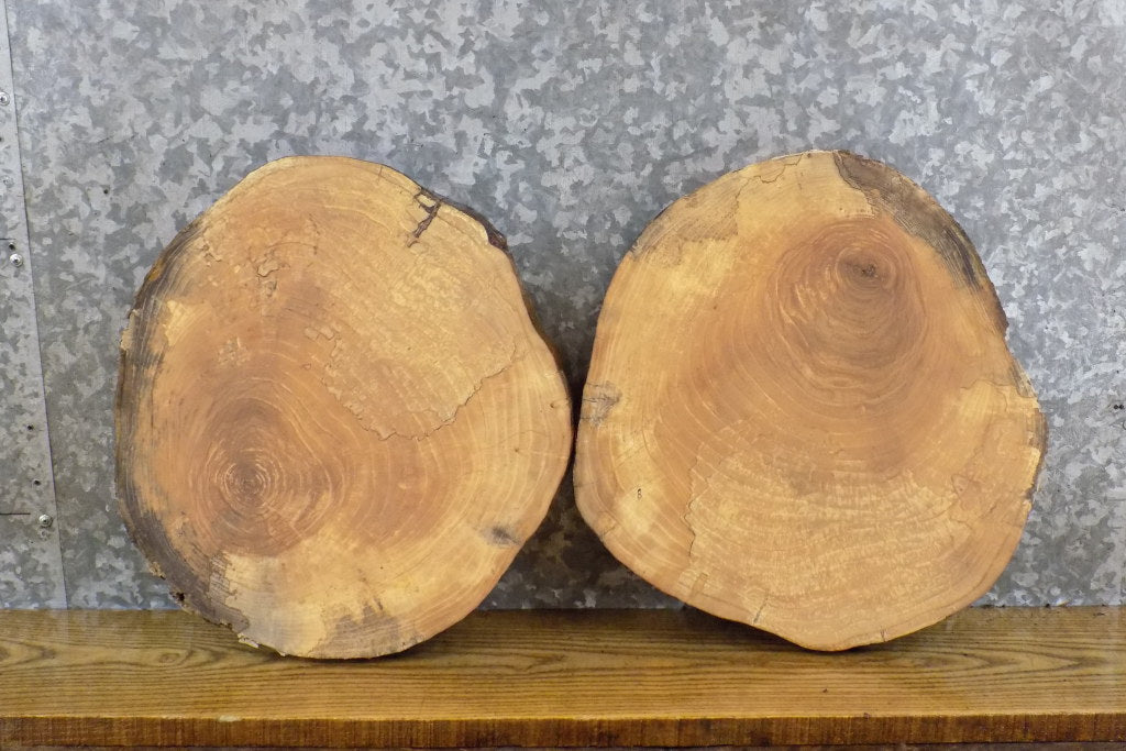 2- Live Edge Salvaged Round Cut Ash DIY Charcuterie Boards/Slabs 15573-15574