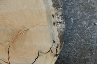 Thumbnail for Live Edge Locust Round Cut Sofa/Side Table Top Slab CLOSEOUT 20754