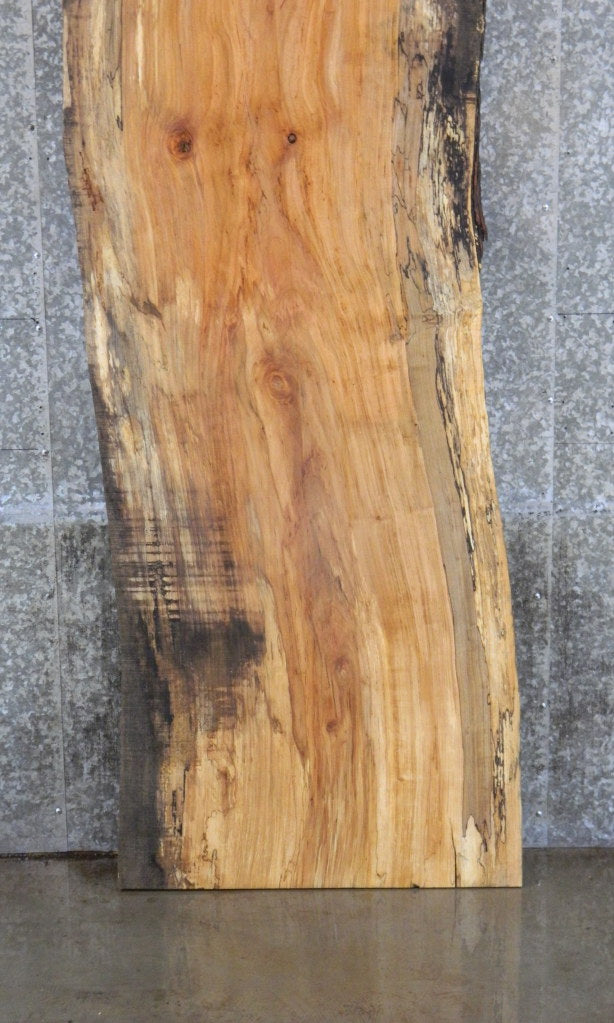 Live Edge Spalted Maple Bar/Table Top Wood Slab CLOSEOUT 39250