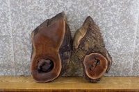 Thumbnail for 2- Black Walnut Live Edge Oval Cut Centerpieces/Craft Pack Slabs 6102-6103