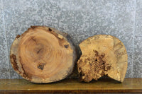Thumbnail for 2- Reclaimed Round Cut Live Edge Ash Craft Wood Slabs CLOSEOUTS 6923-6924