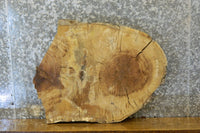 Thumbnail for Natural Edge Oval Cut White Oak End Table Top CLOSEOUT 7417