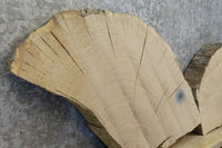 Thumbnail for 2- Round Cut White Oak Craft Pack Slabs CLOSEOUT 7457-7458