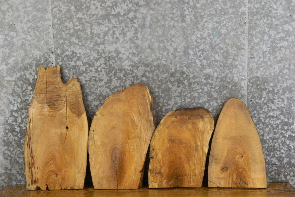 4- Live Edge Ash Taxidermy Bases/Craft Pack Slabs CLOSEOUT 7843-7846