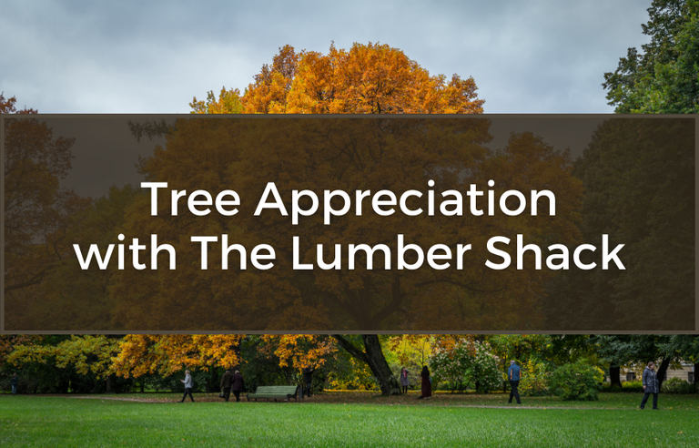 Tree Appreciation with The Lumber Shack | Lumber Shack