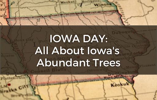 IOWA DAY: All About Iowa's Abundant Trees