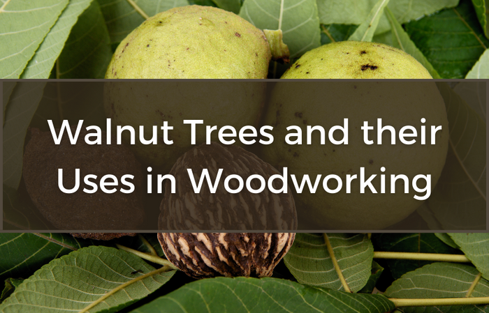 Walnut Trees and their Uses in Woodworking