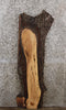 Thumbnail for Black Walnut Natural Edge Side Table Top/Taxidermy Mount 1177