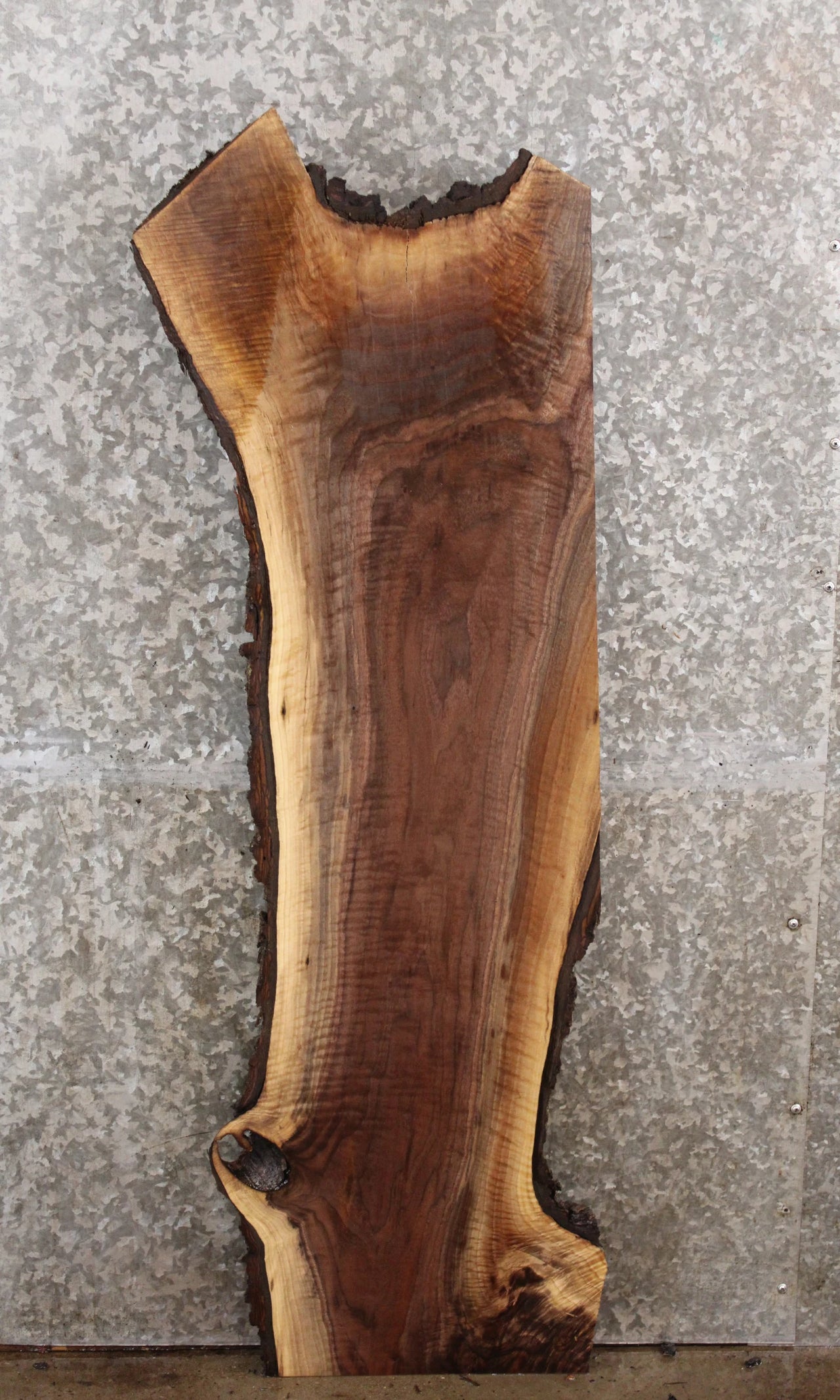 Black Walnut Natural Edge Side Table Top/Taxidermy Mount 1177