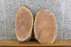 Thumbnail for 2- Black Walnut Oval Cut Live Edge Taxidermy Bases/Craft Pack 12004-12005