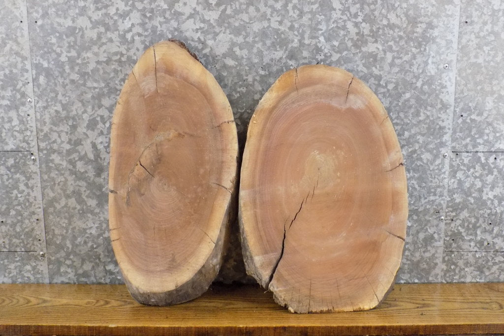 2- Black Walnut Oval Cut Live Edge Taxidermy Bases/Craft Pack 12004-12005