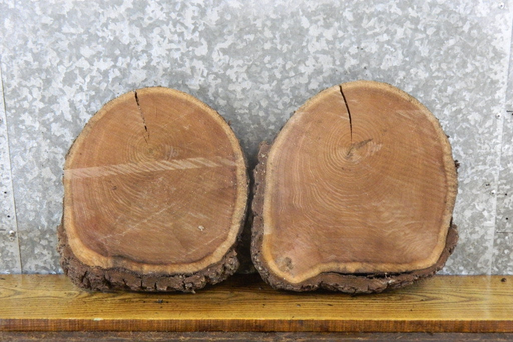2- Black Walnut Live Edge Rustic Round Cut Centerpiece Wood Slabs 12006-12007