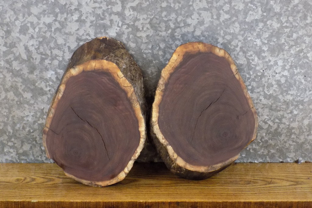 2- Black Walnut Round Cut Live Edge Centerpieces/Craft Pack Slabs 12058-12059