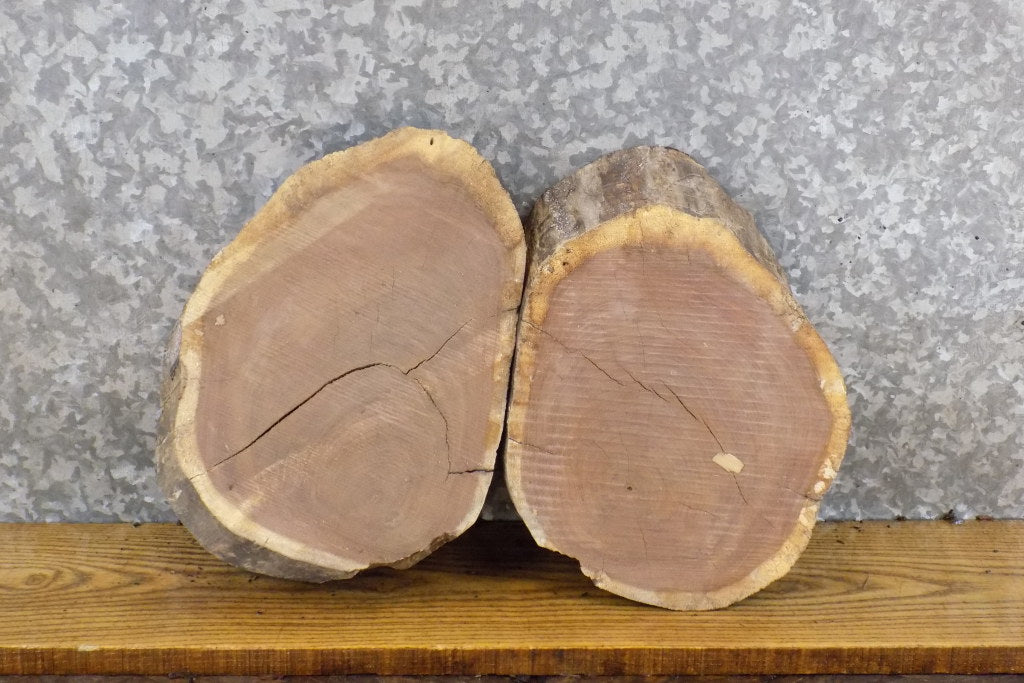 2- Black Walnut Round Cut Live Edge Centerpieces/Craft Pack Slabs 12058-12059