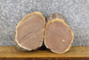 Thumbnail for 2- Black Walnut Round Cut Live Edge Centerpieces/Craft Pack Slabs 12058-12059