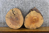Thumbnail for 2- Rustic Round Cut Live Edge Ash Taxidermy Bases 12090-12091