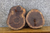 Thumbnail for 2- Natural Edge Black Walnut Round Cut Taxidermy Base Slabs 12106-12107