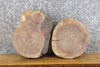 Thumbnail for 2- Natural Edge Black Walnut Round Cut Taxidermy Base Slabs 12106-12107