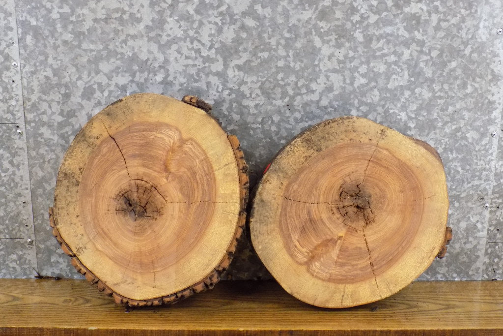 2- Live Edge Ash Round Cut Rustic Taxidermy Base/Craft Pack Slabs 12116-12117