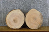 Thumbnail for 2- Live Edge Ash Round Cut Rustic Taxidermy Base/Craft Pack Slabs 12116-12117