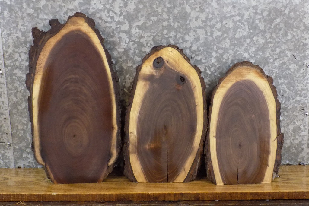 3- Salvaged Oval Cut Live Edge Black Walnut Taxidermy Base Slabs 12137-12139