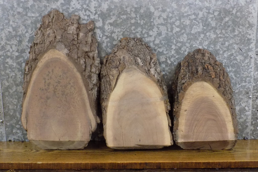 3- Salvaged Oval Cut Live Edge Black Walnut Taxidermy Base Slabs 12137-12139