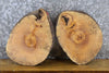 Thumbnail for 2- Live Edge Round Cut Reclaimed Ash Craft Pack/Taxidermy Bases 12148-12149