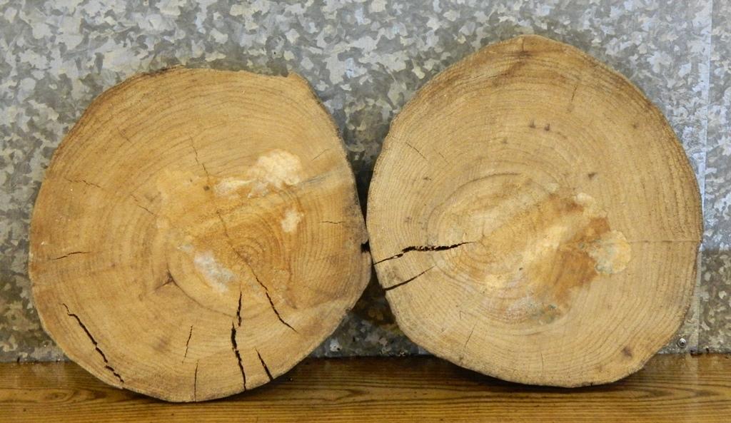2- Tree Log Slice Elm Centerpiece/Taxidermy Base Live Edge Slabs 12164-12165