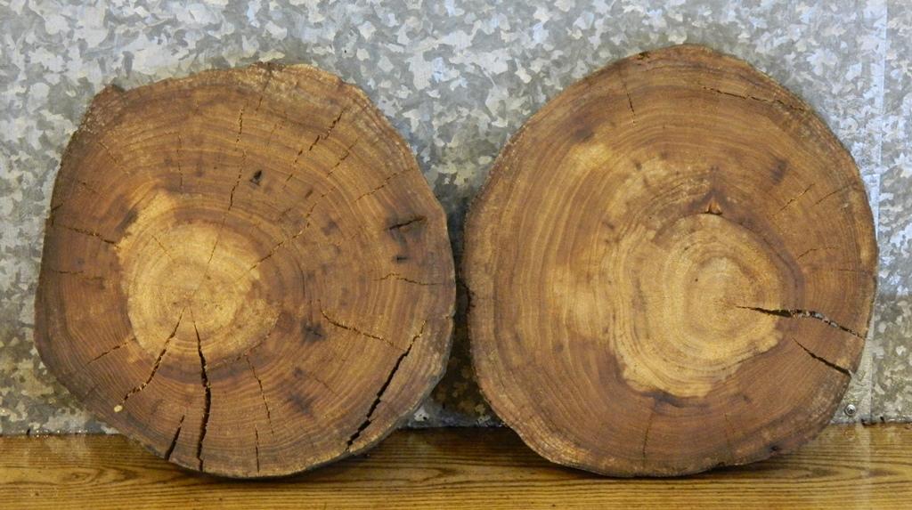 2- Tree Log Slice Elm Centerpiece/Taxidermy Base Live Edge Slabs 12164-12165