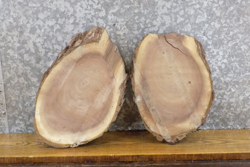 2- Reclaimed Black Walnut Live Edge Round Cut Taxidermy Bases 12174-12175