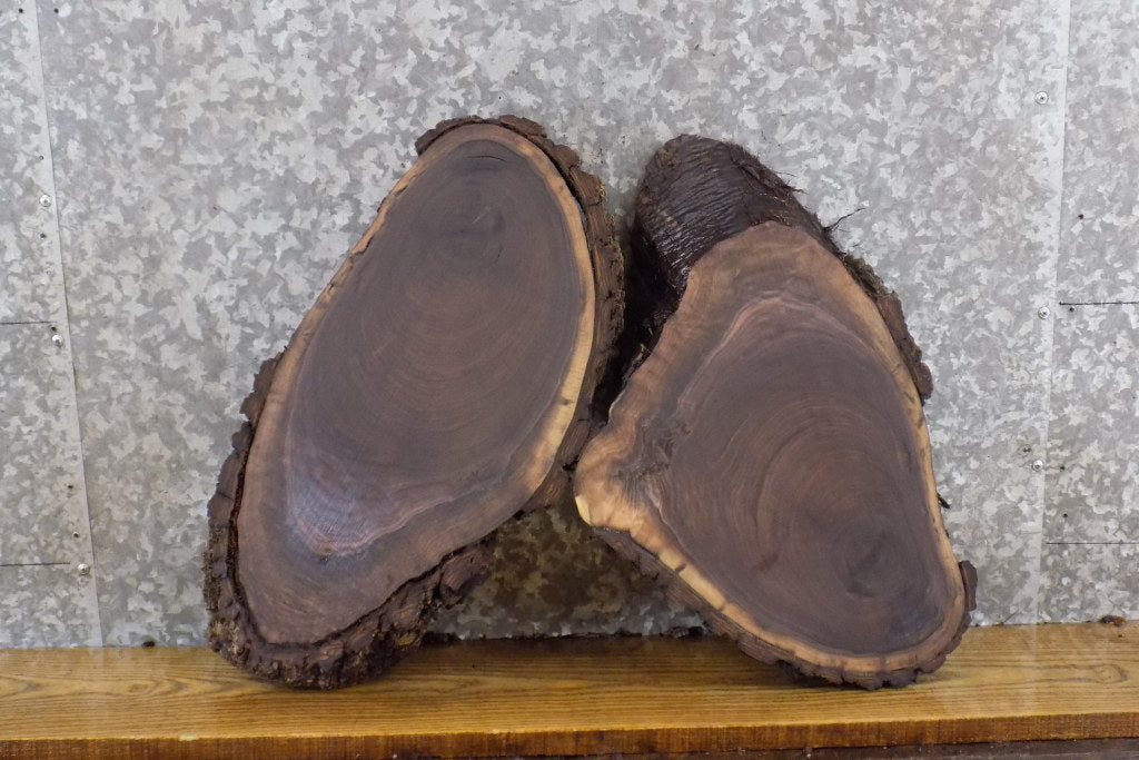 2- Salvaged Oval Cut Live Edge Black Walnut Craft Pack Slabs 12188-12189