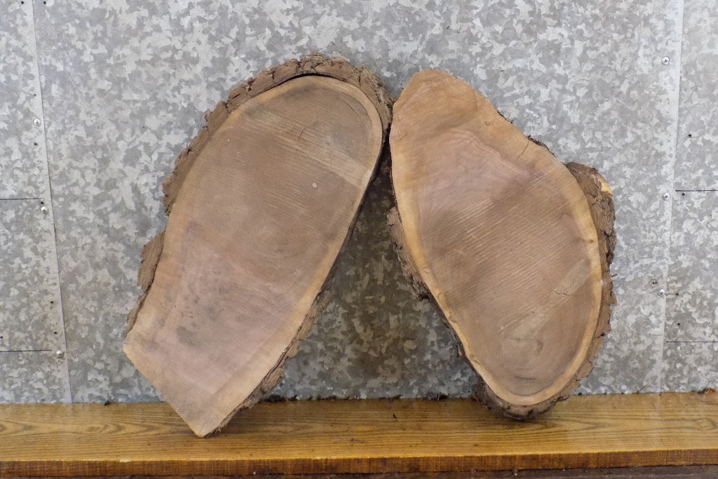 2- Salvaged Oval Cut Live Edge Black Walnut Craft Pack Slabs 12188-12189
