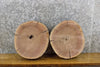 Thumbnail for 2- Black Walnut Live Edge Rustic Round Cut Centerpiece Wood Slabs 12219-12220