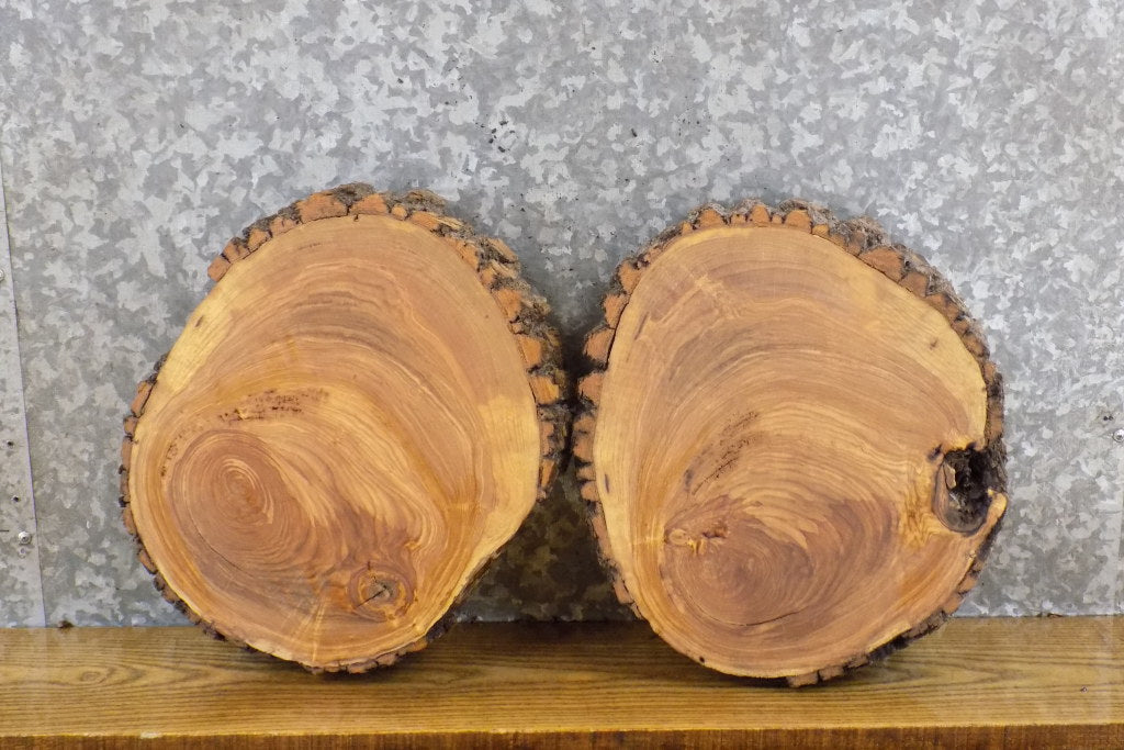 2- Live Edge Round Cut Ash Rustic Clock Plaque Wood Slabs 12307-12308