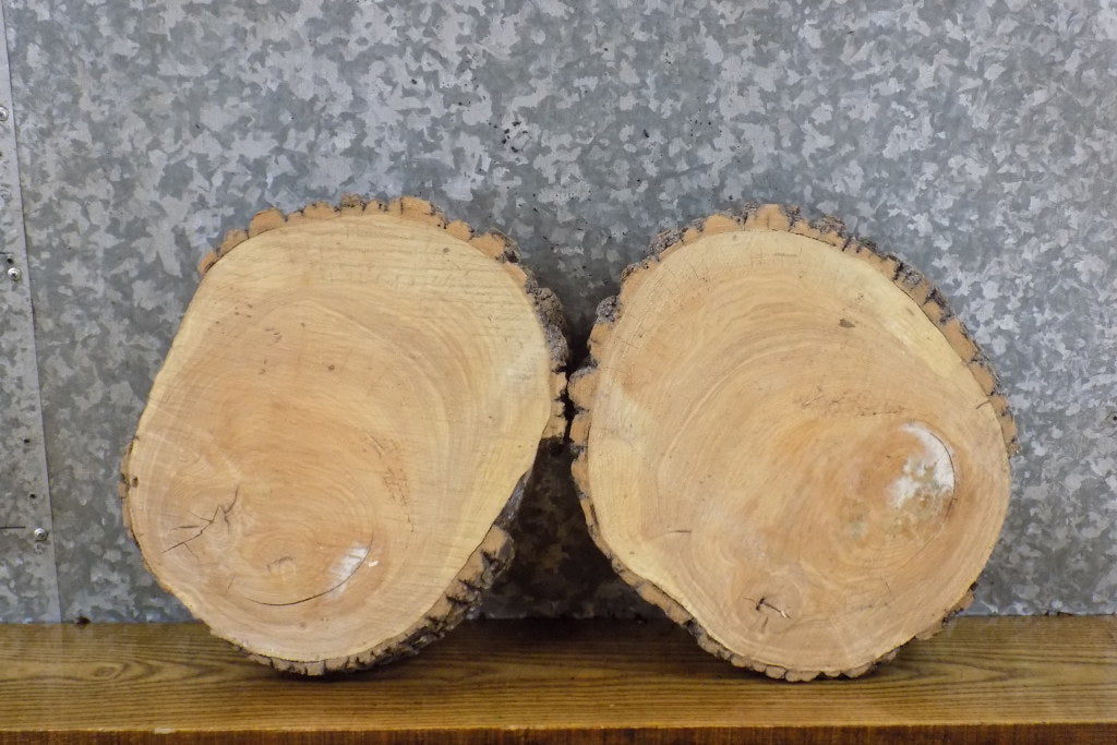 2- Live Edge Round Cut Ash Rustic Clock Plaque Wood Slabs 12307-12308