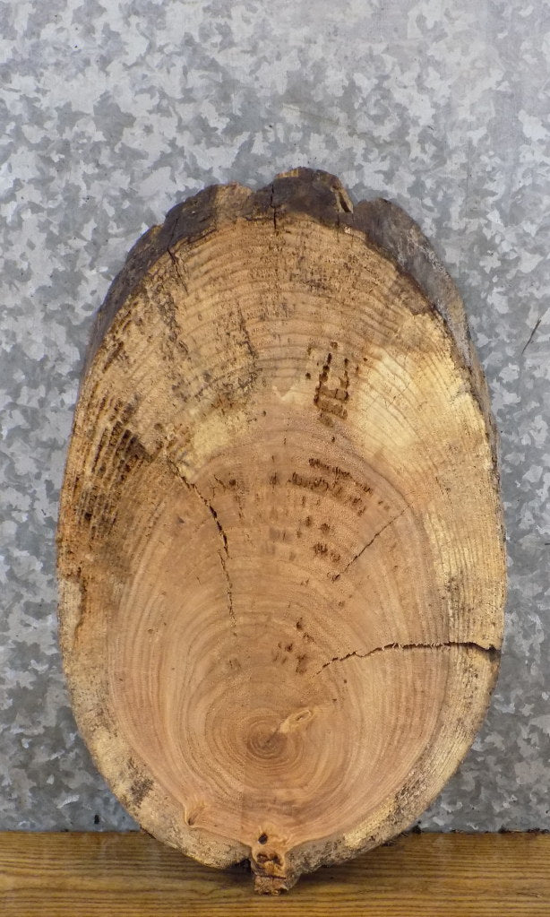 DIY Live Edge Ash Salvaged Oval Cut Charcuterie Board/Slab 12323