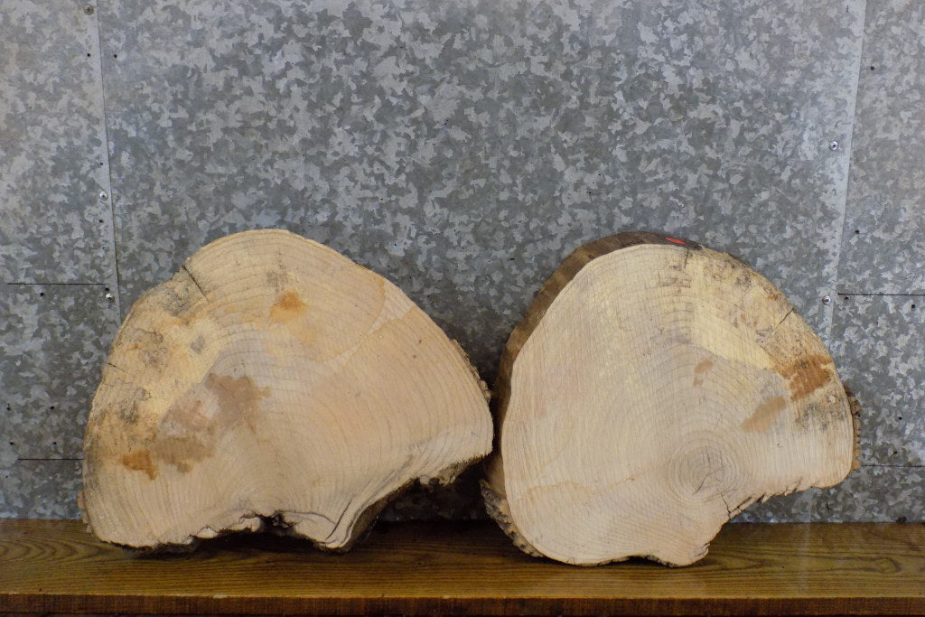 2- Round Cut Ash Live Edge DIY Charcuterie Boards/Slabs CLOSEOUT 12354-12355