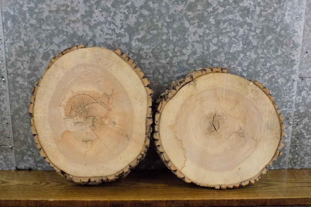 2- Rustic Round Cut Live Edge Ash Centerpiece/Craft Pack Slabs 12360-12361