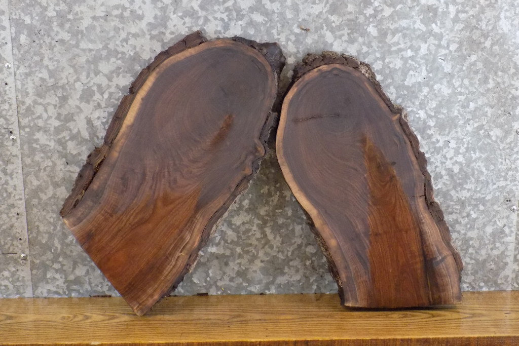 2- Rustic Oval Cut Live Edge Black Walnut Taxidermy Base Slabs 12370-12371