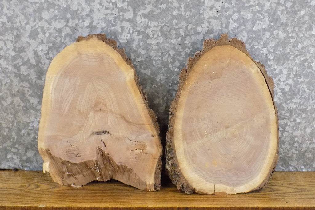 2- Round Cut Black Walnut Taxidermy Bases/Craft Pack CLOSEOUT 12385-12386