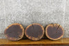 Thumbnail for 3- Black Walnut Live Edge Round Cut Rustic Taxidermy 12403-12405