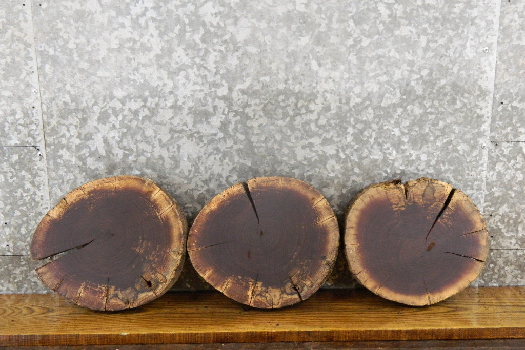 3- Black Walnut Live Edge Round Cut Rustic Taxidermy 12403-12405